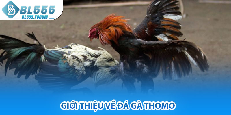Giới Thiệu Về Đá Gà Thomo