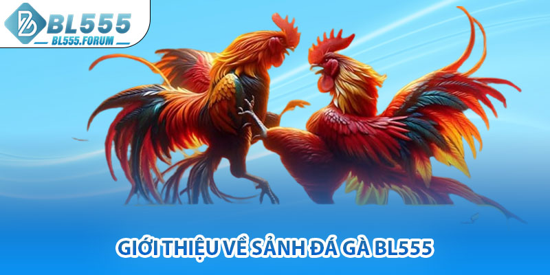 Giới Thiệu Về Sảnh Đá Gà bl555