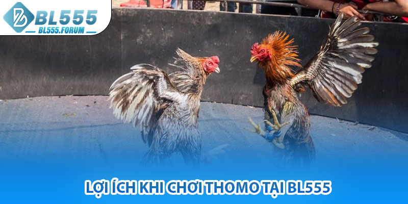 Lợi Ích Khi Chơi Thomo Tại bl555