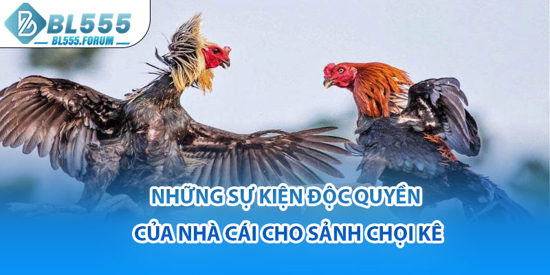 Những Sự Kiện Độc Quyền Của Nhà Cái Cho Sảnh Chọi Kê