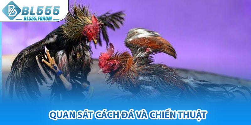 Quan Sát Cách Đá Và Chiến Thuật