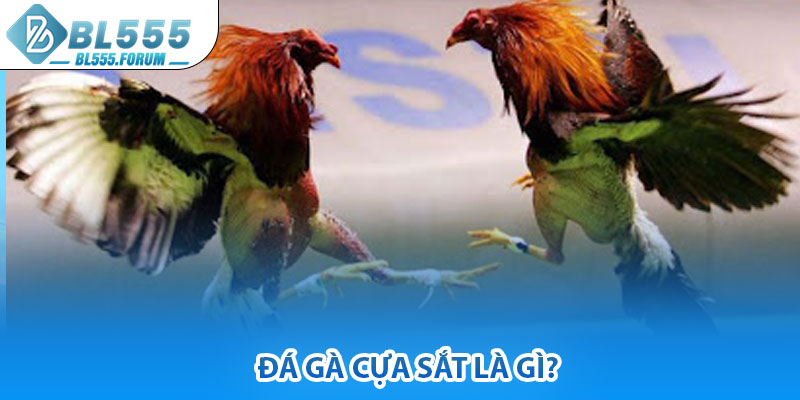 Đá Gà Cựa Sắt Là Gì?